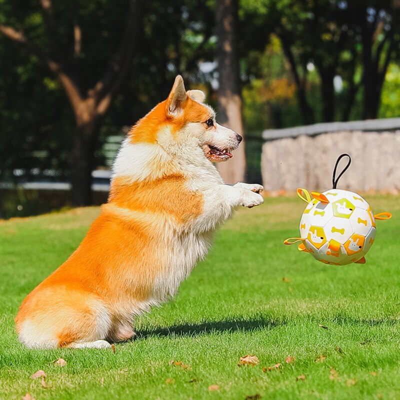 Brinquedo para Cachorro - Bola Interativa