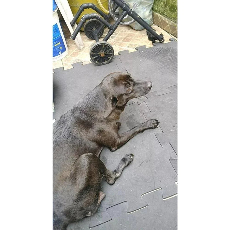 Tapete Antiderrapante para Cachorro - 20 Peças Emborrachado